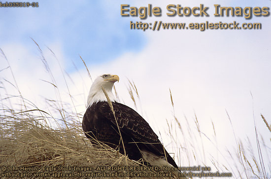Bald Eagle photo [beb035019-31]  Eagle looking proudly down on valley below.  Beautiful sky and cloud background.  Wildlife photo.